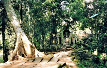 Cambodia: Angkor - Ta Prohm